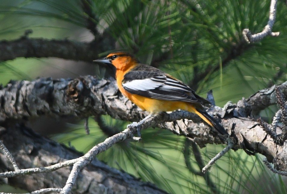 Bullock's Oriole - ML176040641