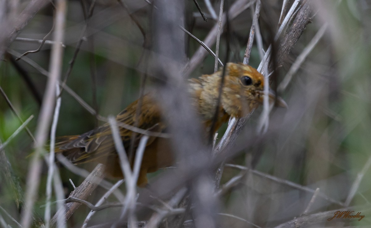 Summer Tanager - ML176041571