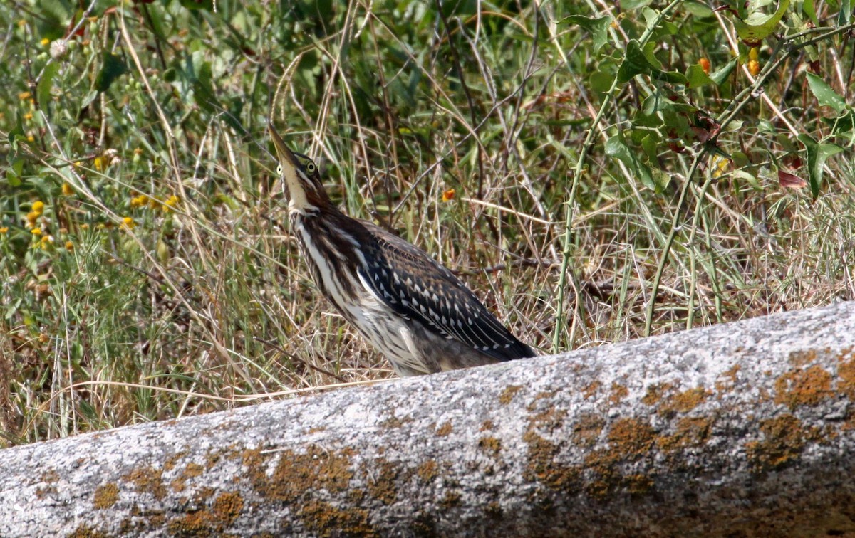 Green Heron - ML176042351