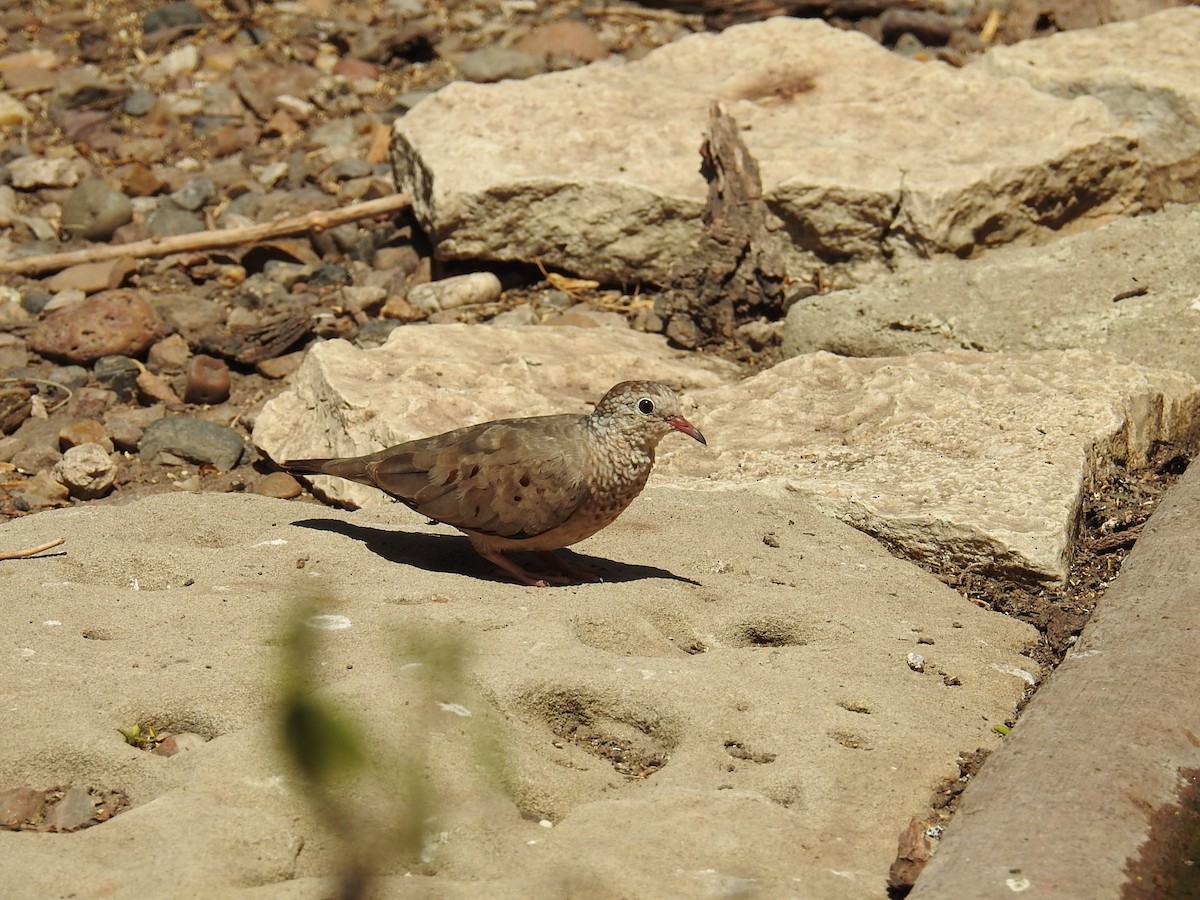 Common Ground Dove - ML176046771