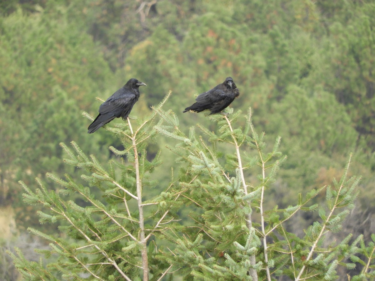 Common Raven - ML176049991