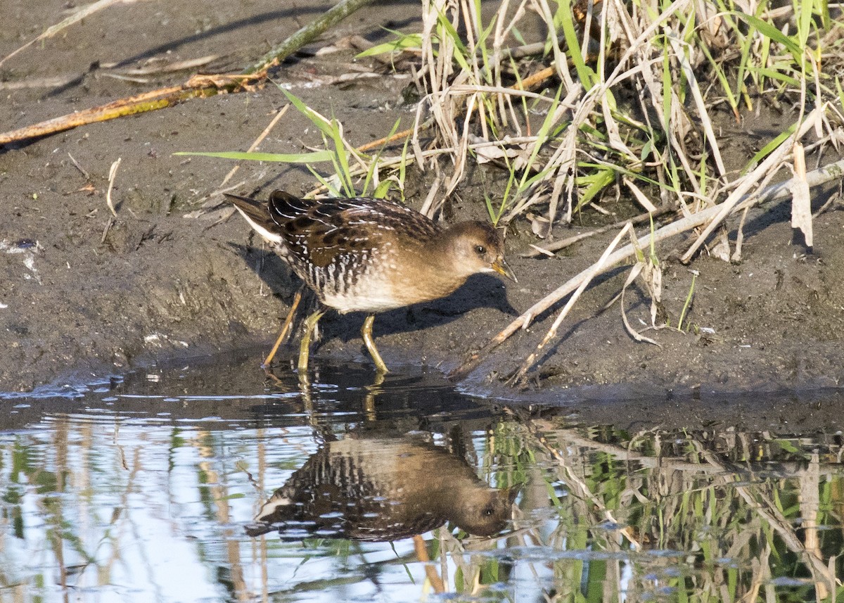 Polluela Sora - ML176050021