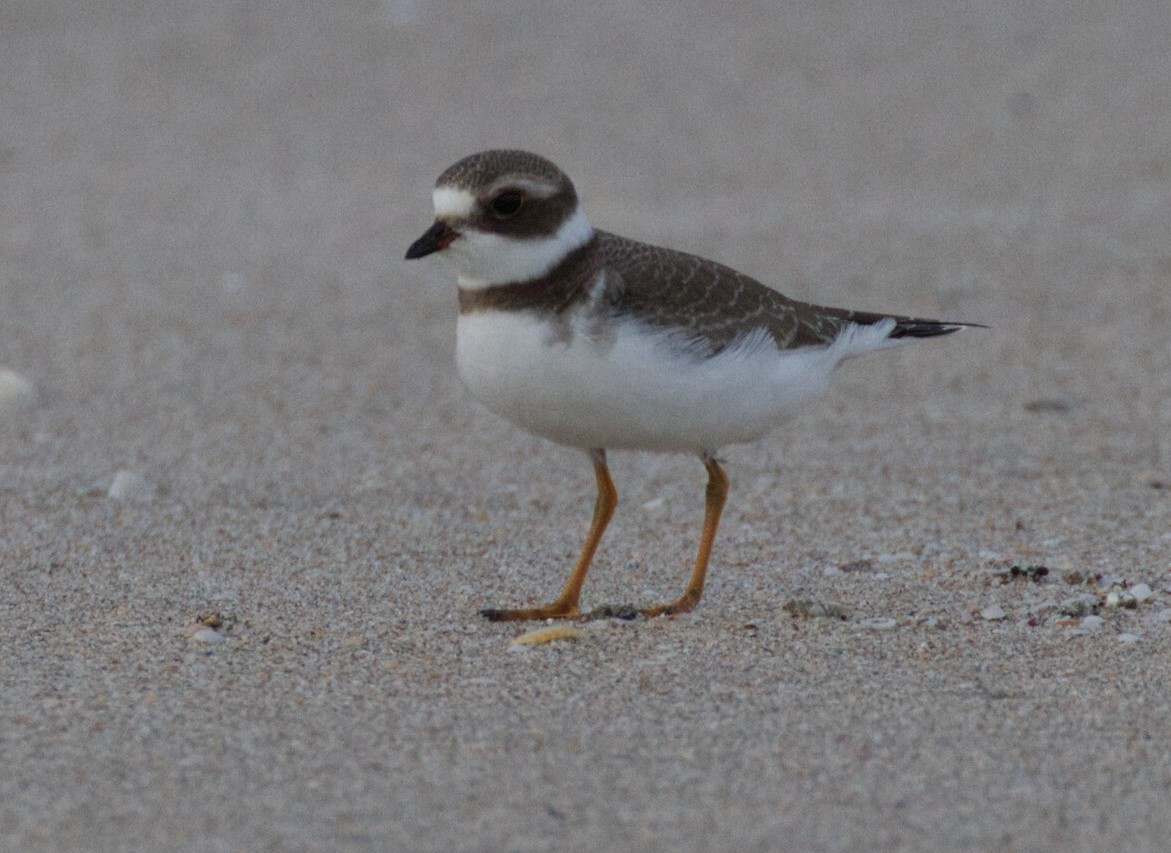 Semipalmated Plover - ML176052871