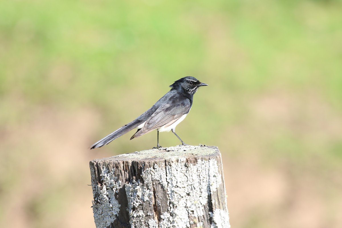 Willie-wagtail - ML176053301