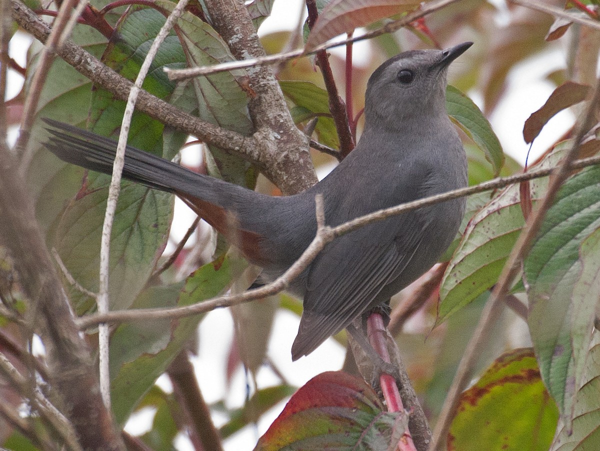 Pájaro Gato Gris - ML176053891