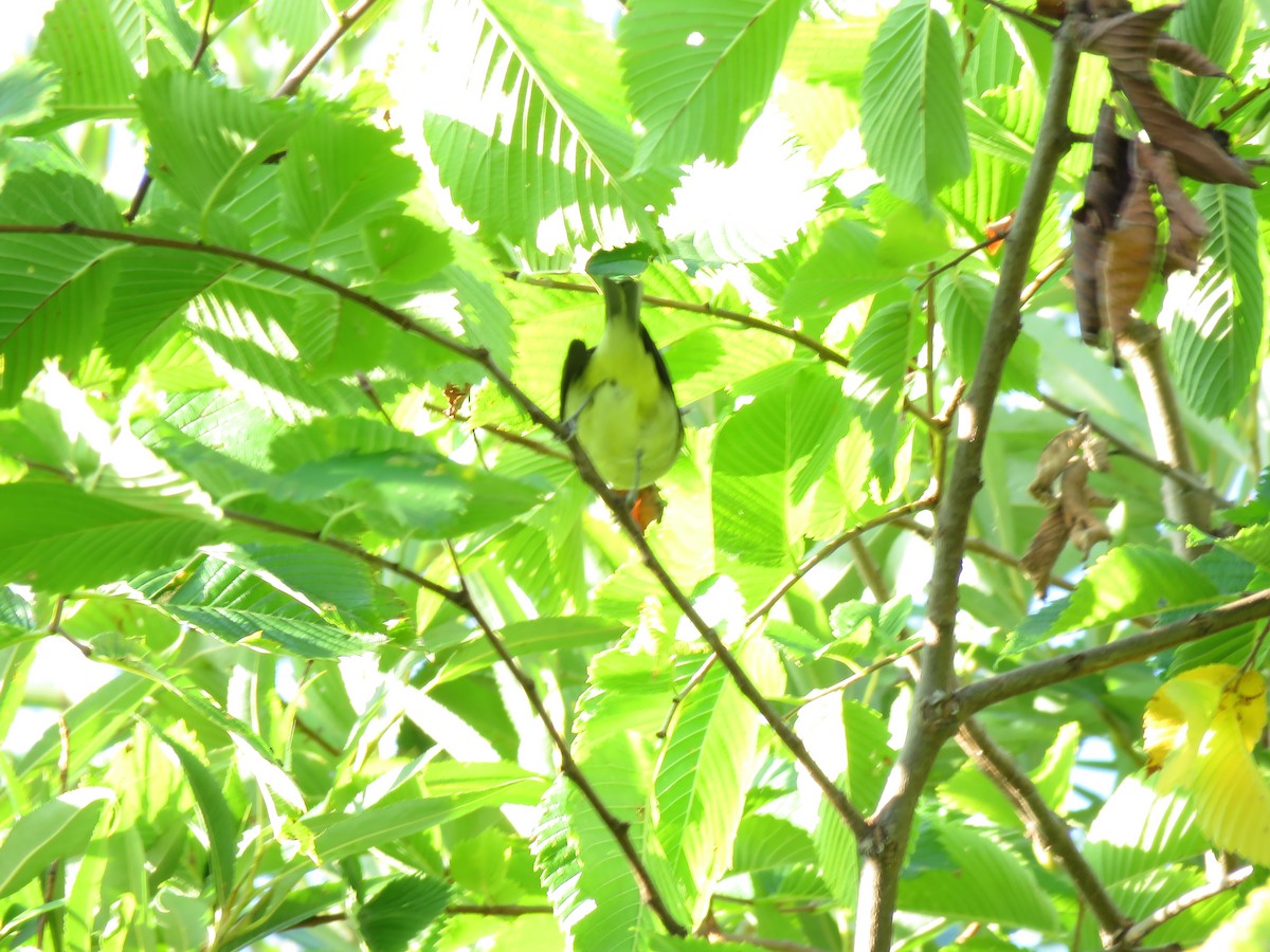 Philadelphia Vireo - ML176054391