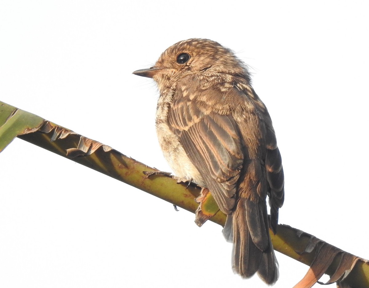 African Dusky Flycatcher - ML176055961