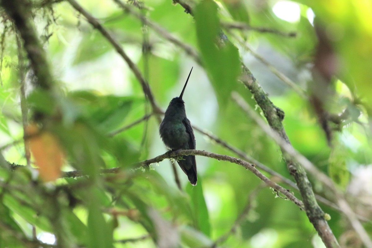 kolibřík zelenočelý - ML176057541