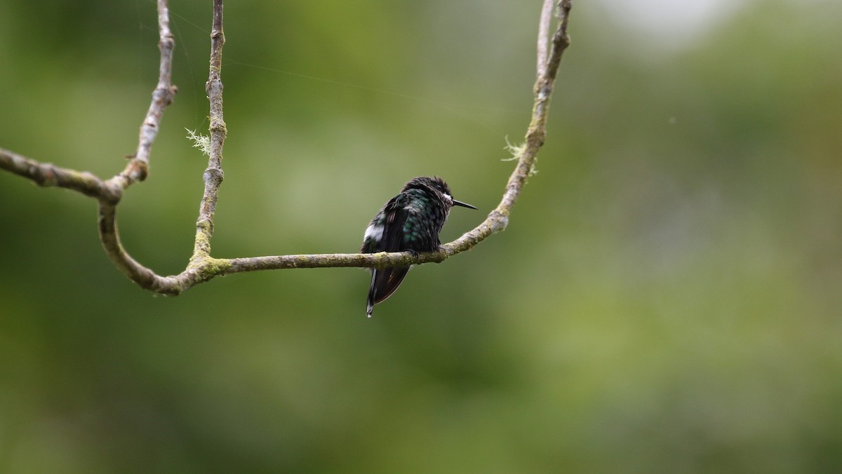 Green Thorntail - ML176058141