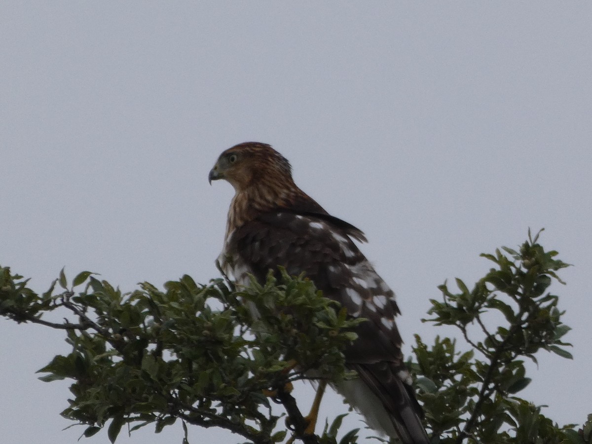 Cooper's Hawk - River Ahlquist