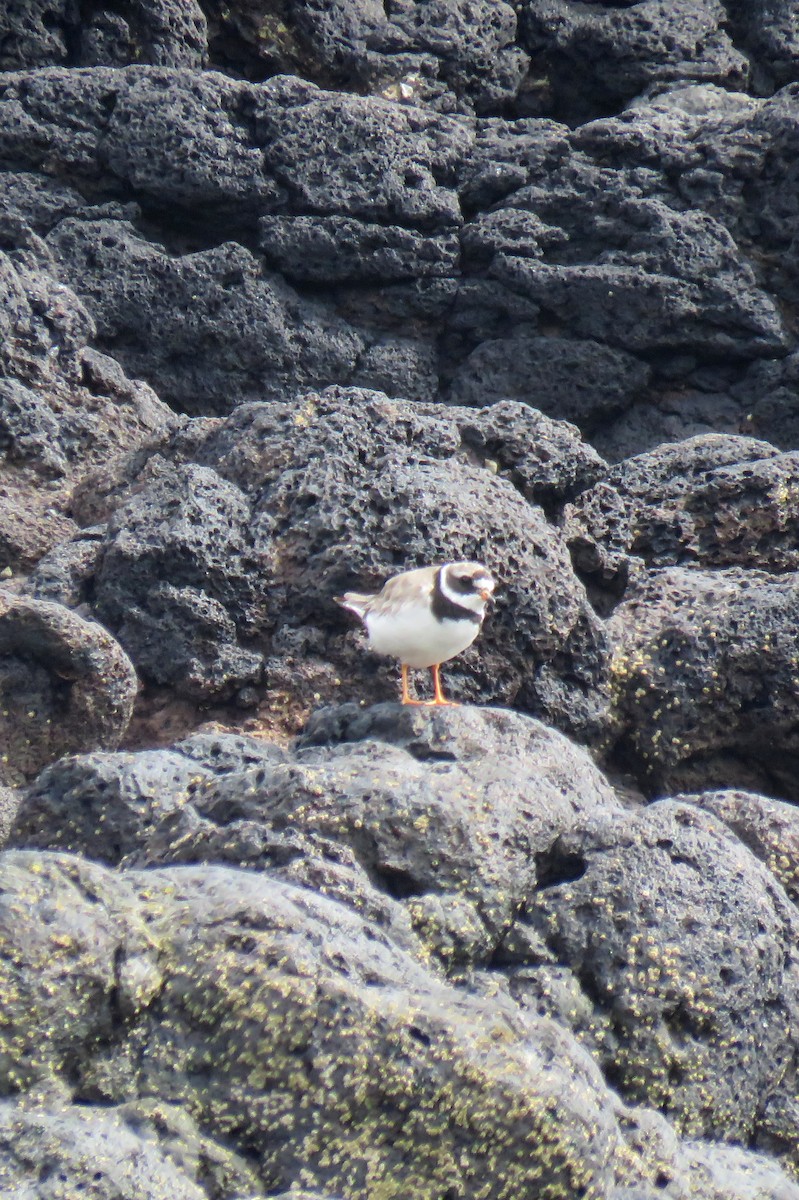 Common Ringed Plover - ML176060381