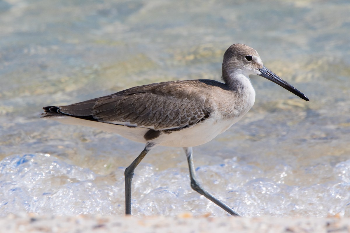 Willet - ML176060671