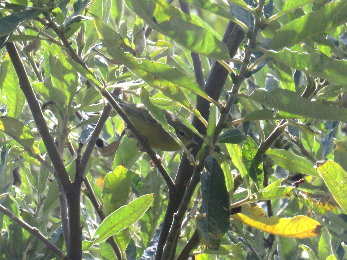 Orange-crowned Warbler - ML176062461
