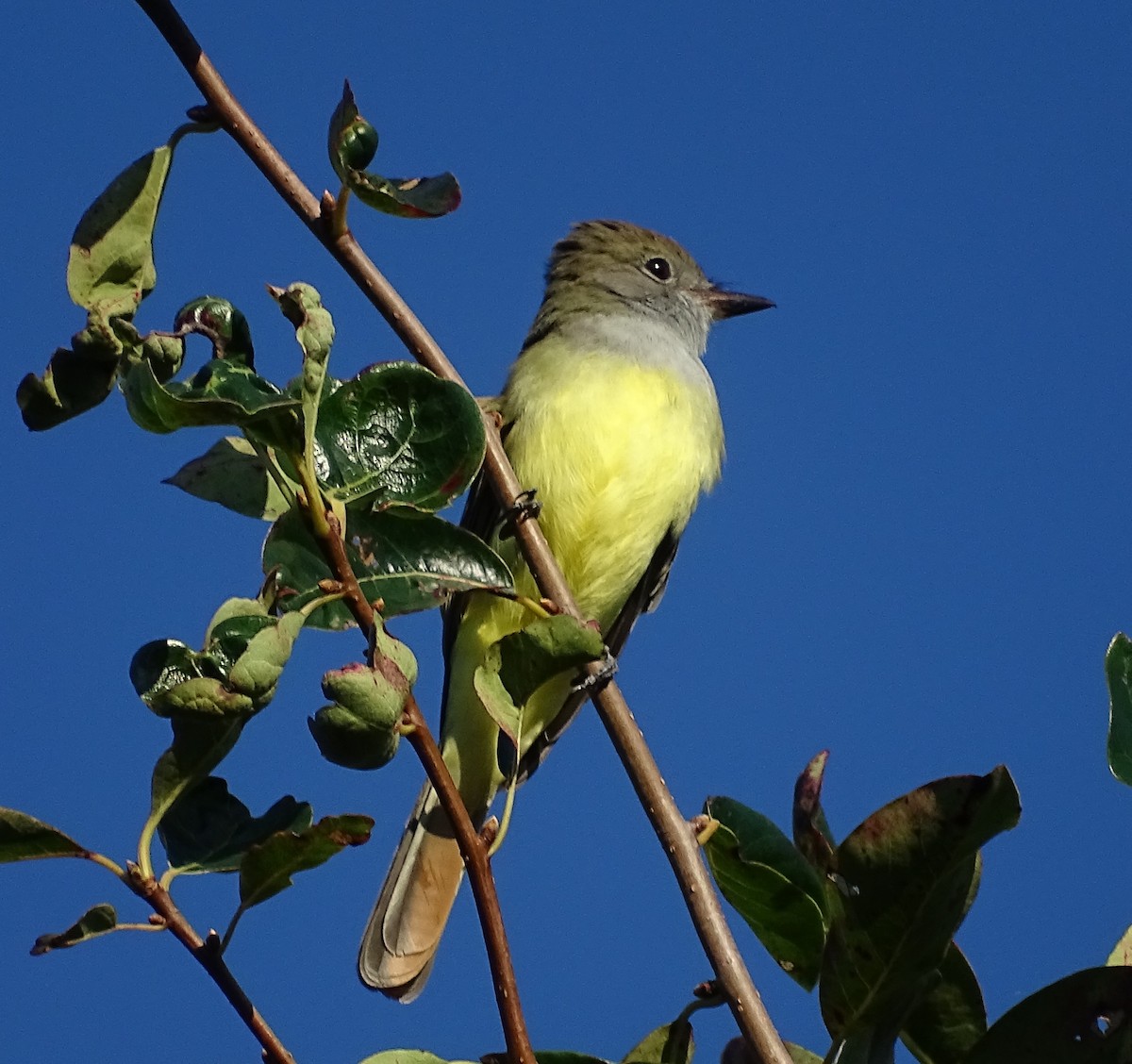 Great Crested Flycatcher - ML176063081