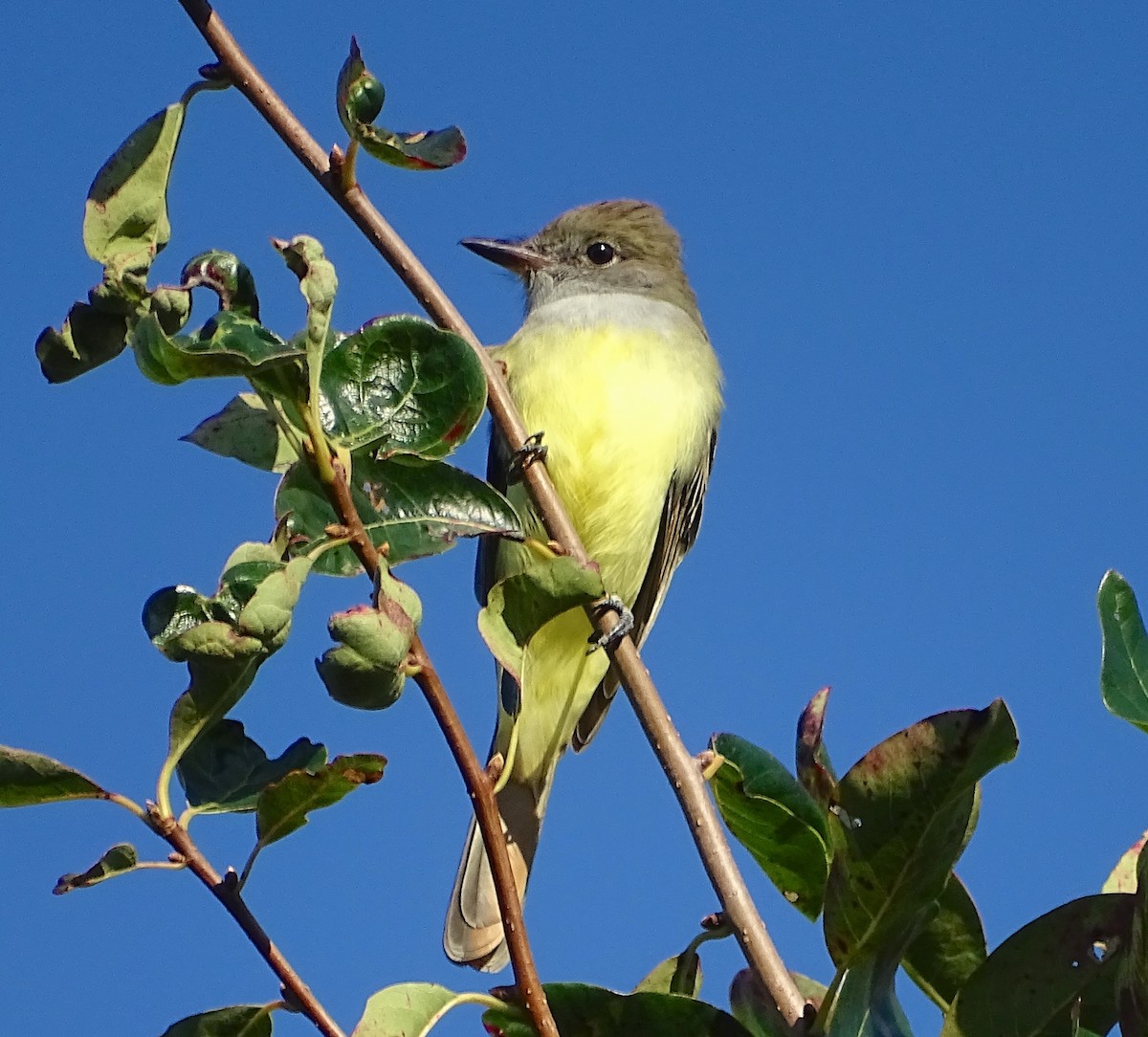 Great Crested Flycatcher - ML176063091