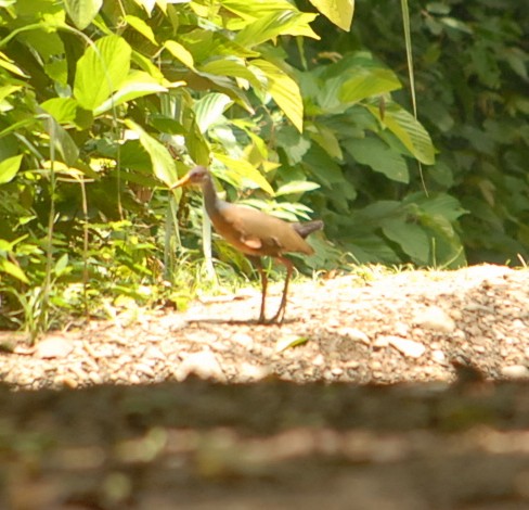 Gray-cowled Wood-Rail - ML176063381