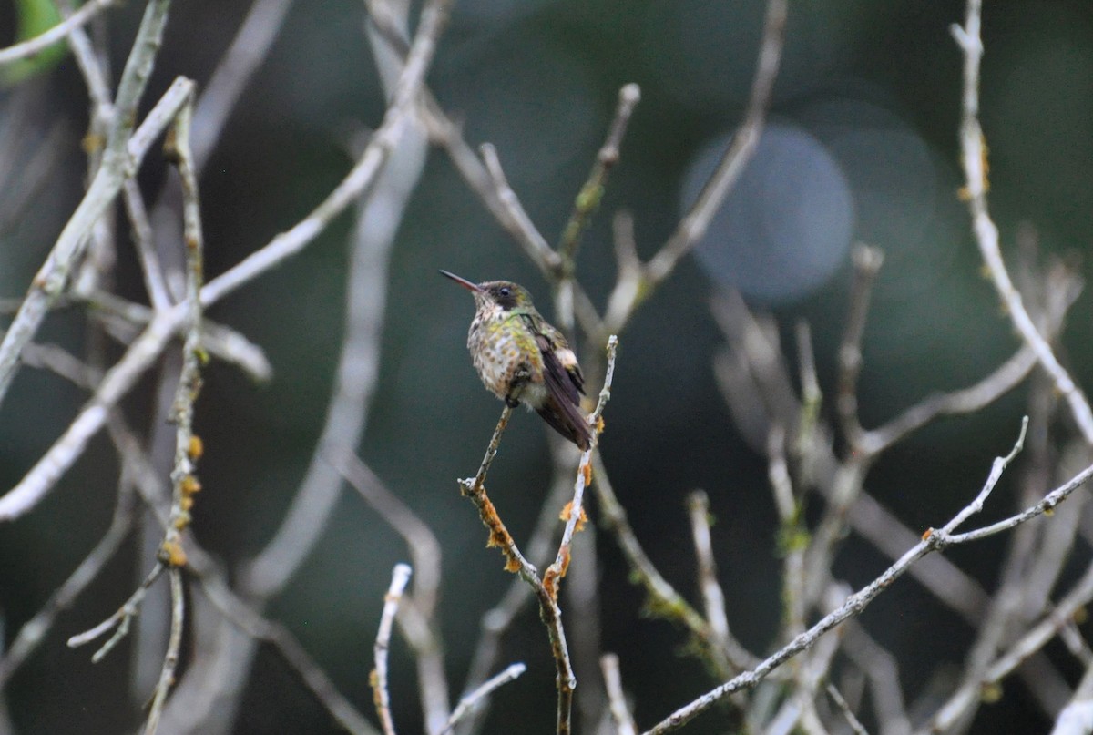 Black-crested Coquette - ML176063861