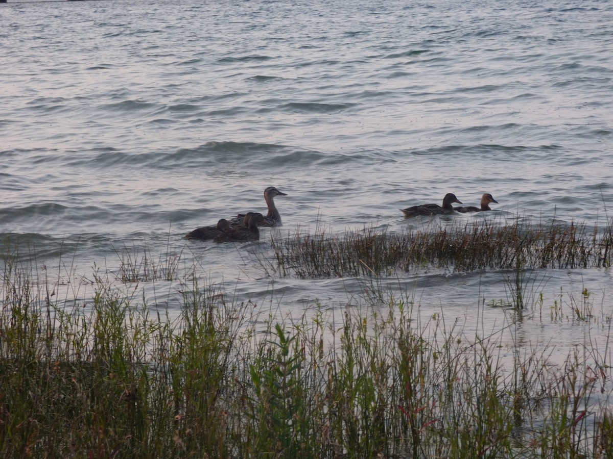 Зэрлэг нугас - ML176065951