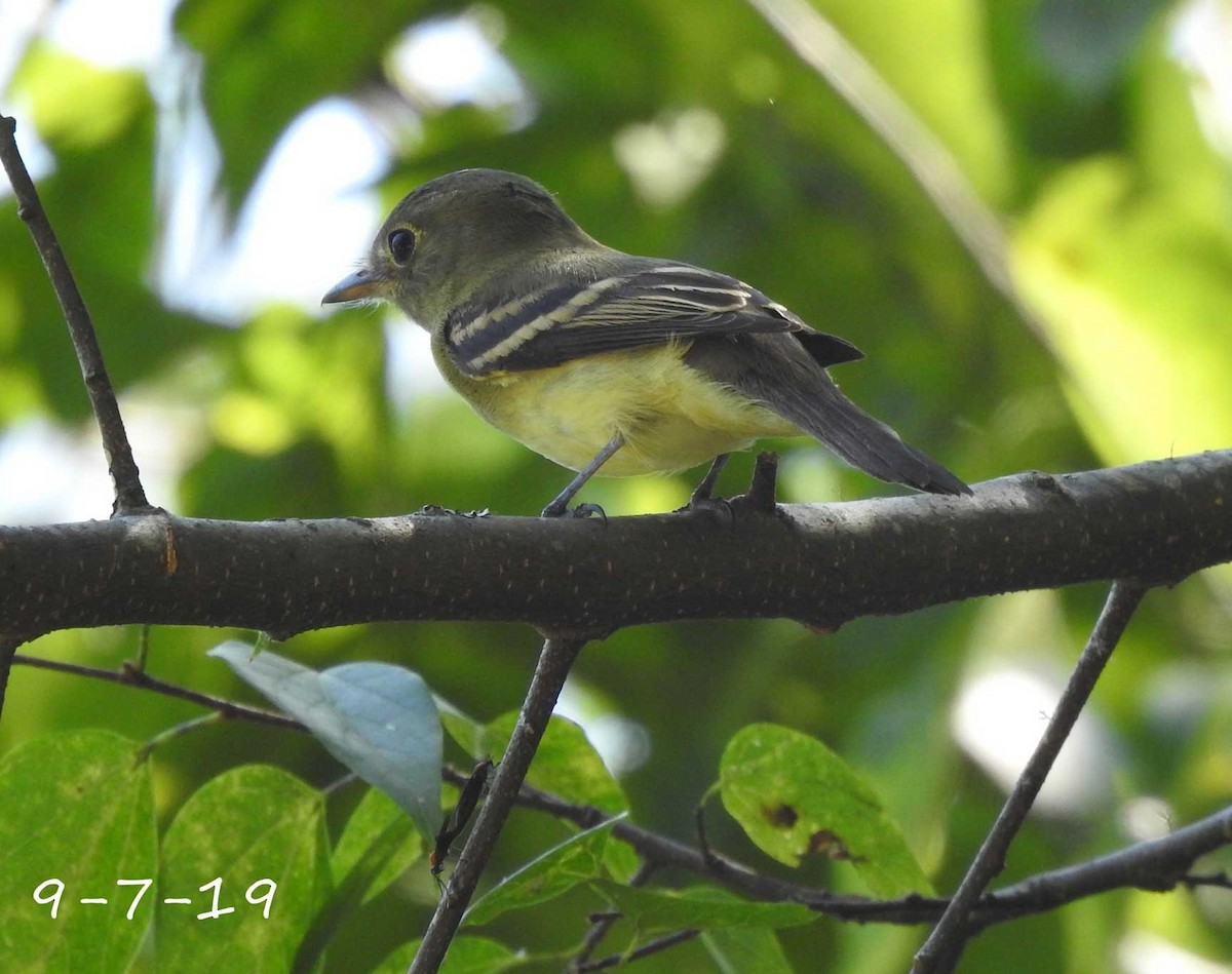 Acadian Flycatcher - ML176066871