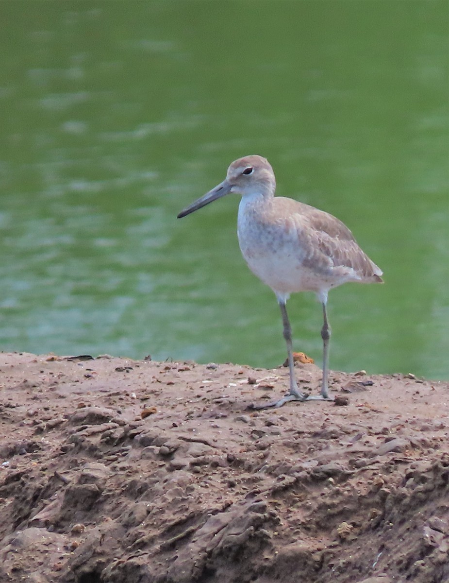 Willet - Alfonso Auerbach