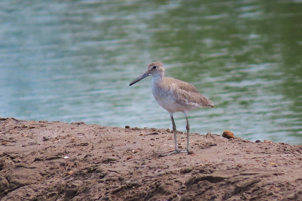 Willet - ML176068501