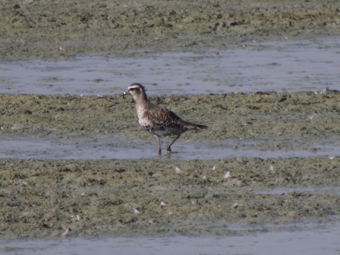 American Golden-Plover - ML176068791