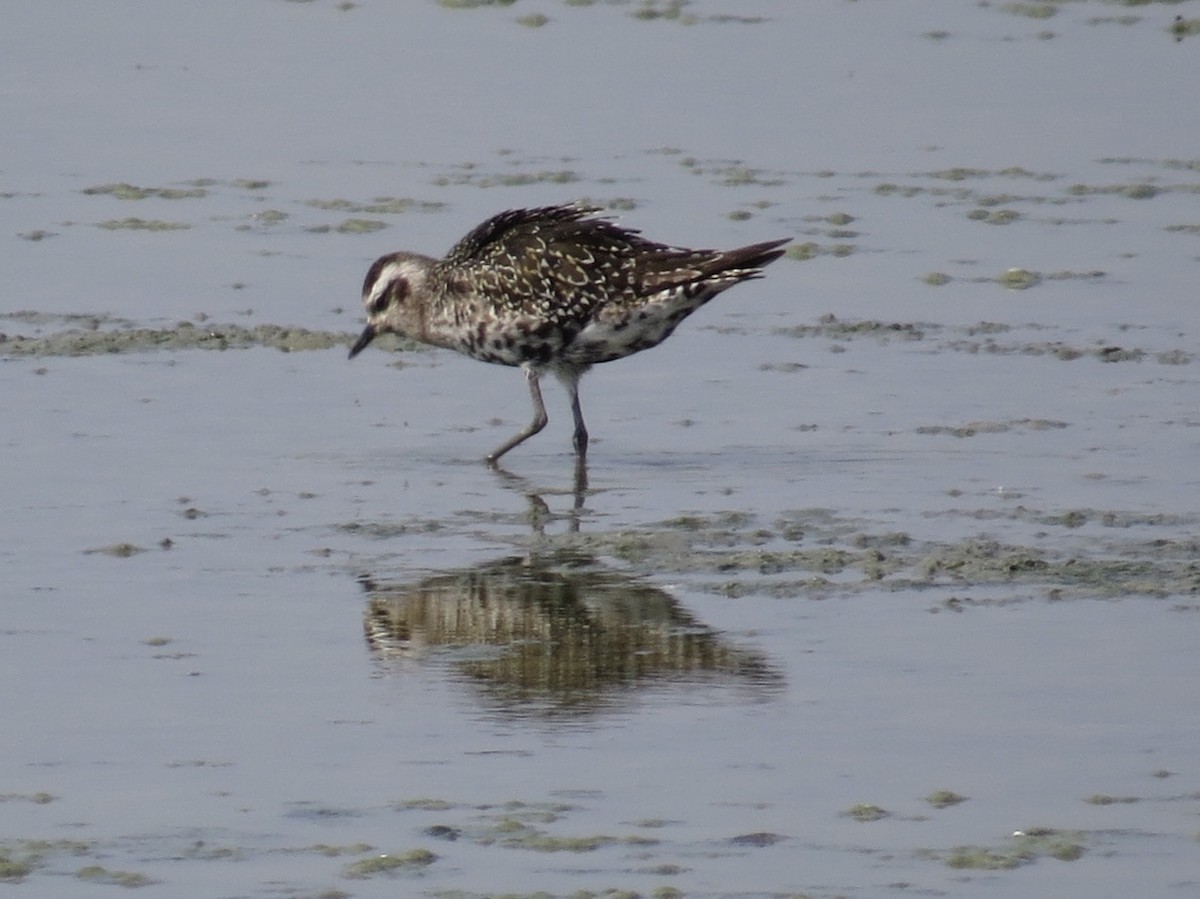 American Golden-Plover - ML176068811