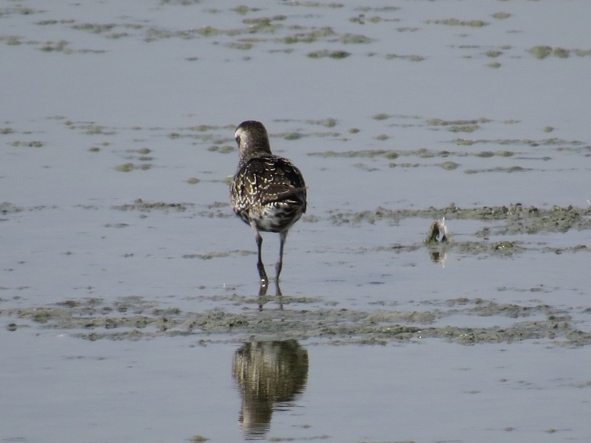 American Golden-Plover - ML176068821