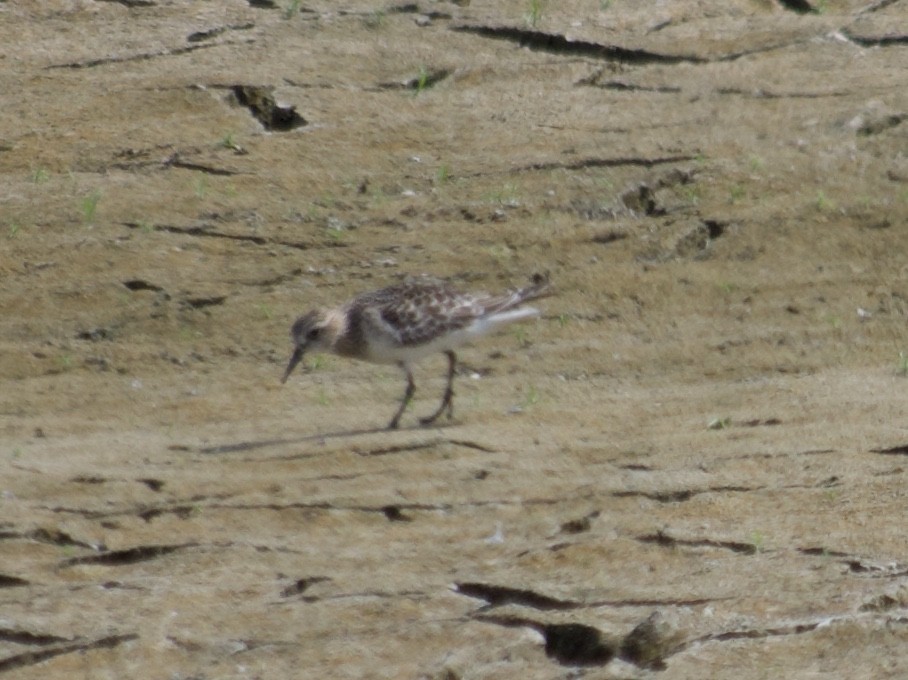 Baird's Sandpiper - ML176069381