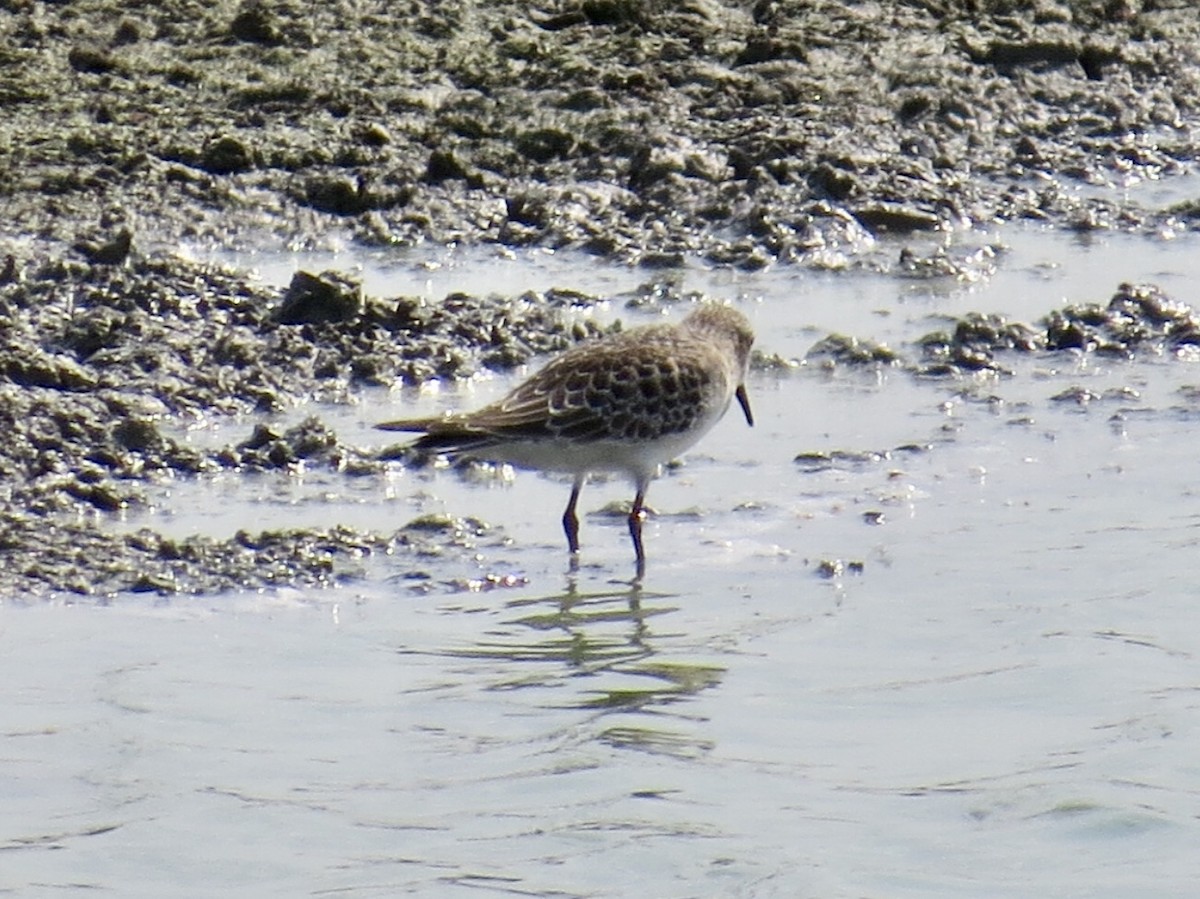 Baird's Sandpiper - ML176069401