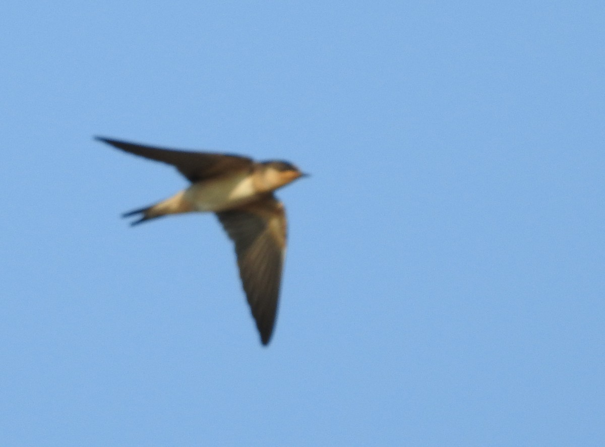 Barn Swallow - ML176069451