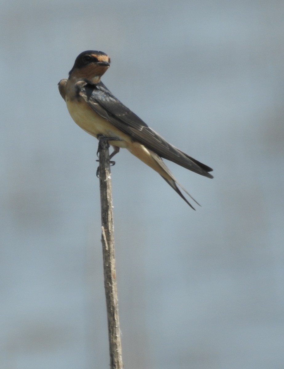 Barn Swallow - ML176069481