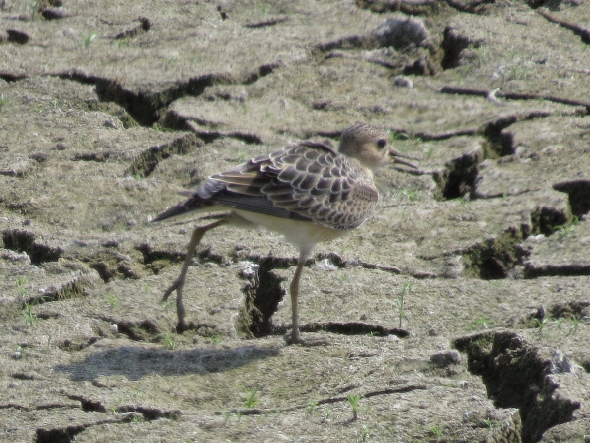 Buff-breasted Sandpiper - ML176069541