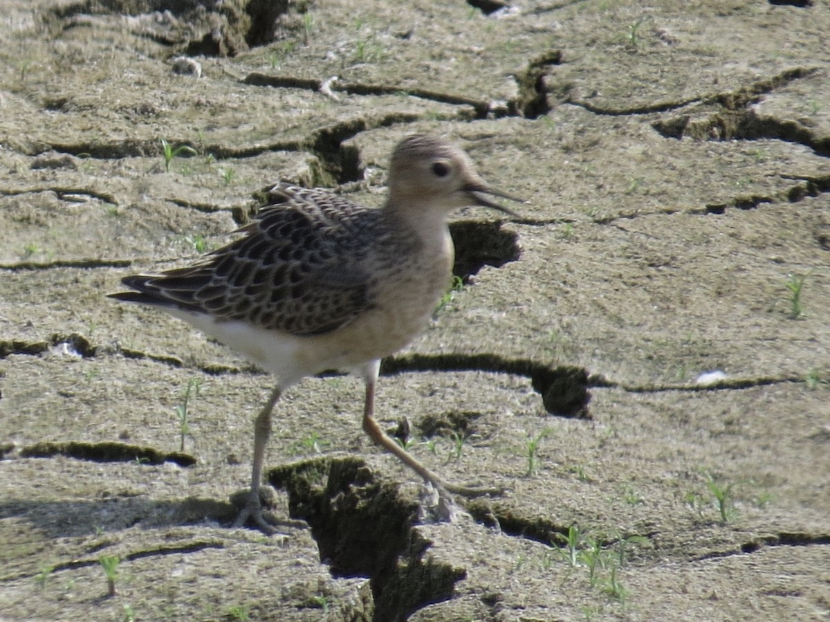 Buff-breasted Sandpiper - ML176069551