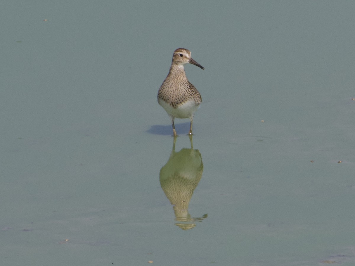 Pectoral Sandpiper - ML176069681