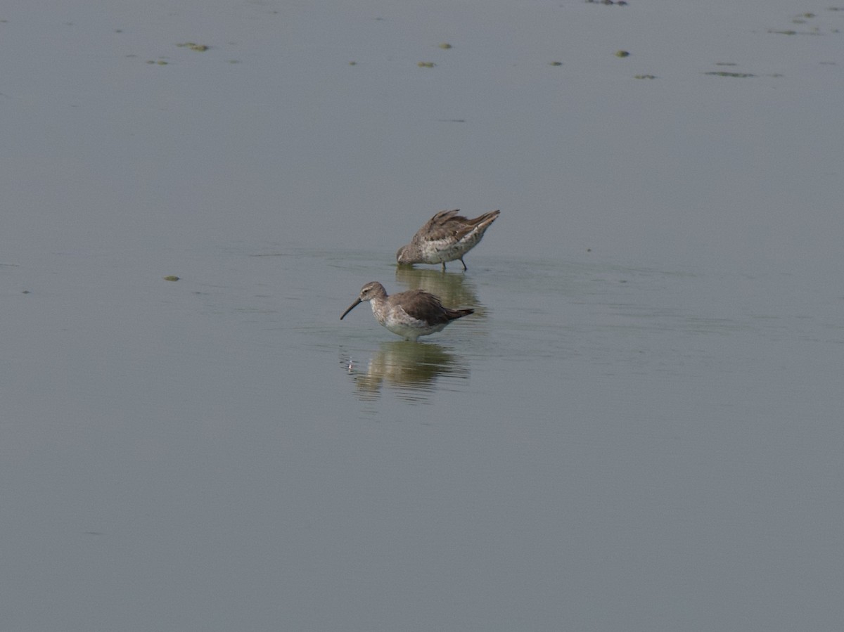 Stilt Sandpiper - ML176069751