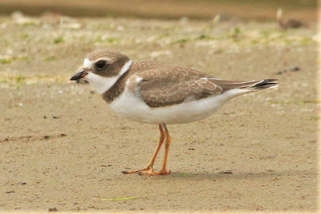 Semipalmated Plover - ML176069831