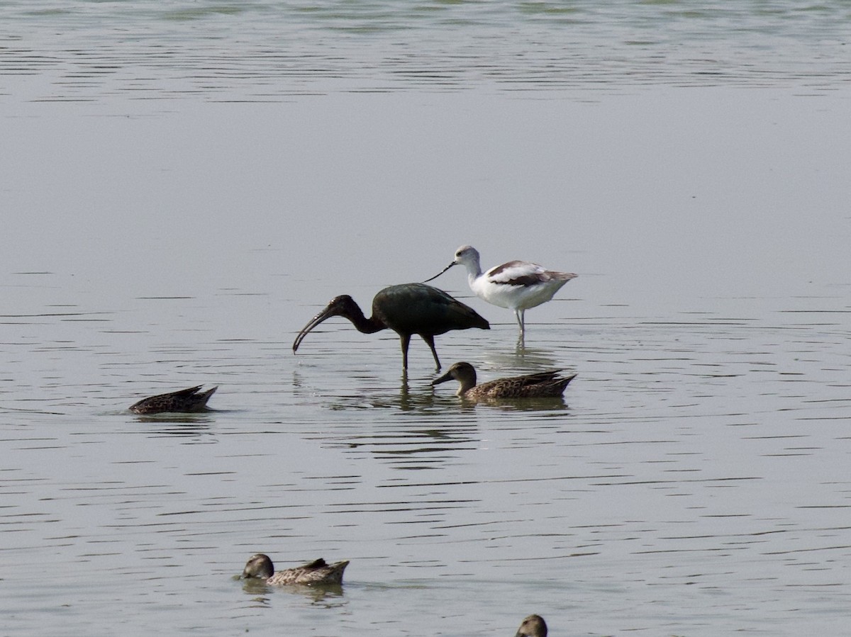 Glossy/White-faced Ibis - ML176069911