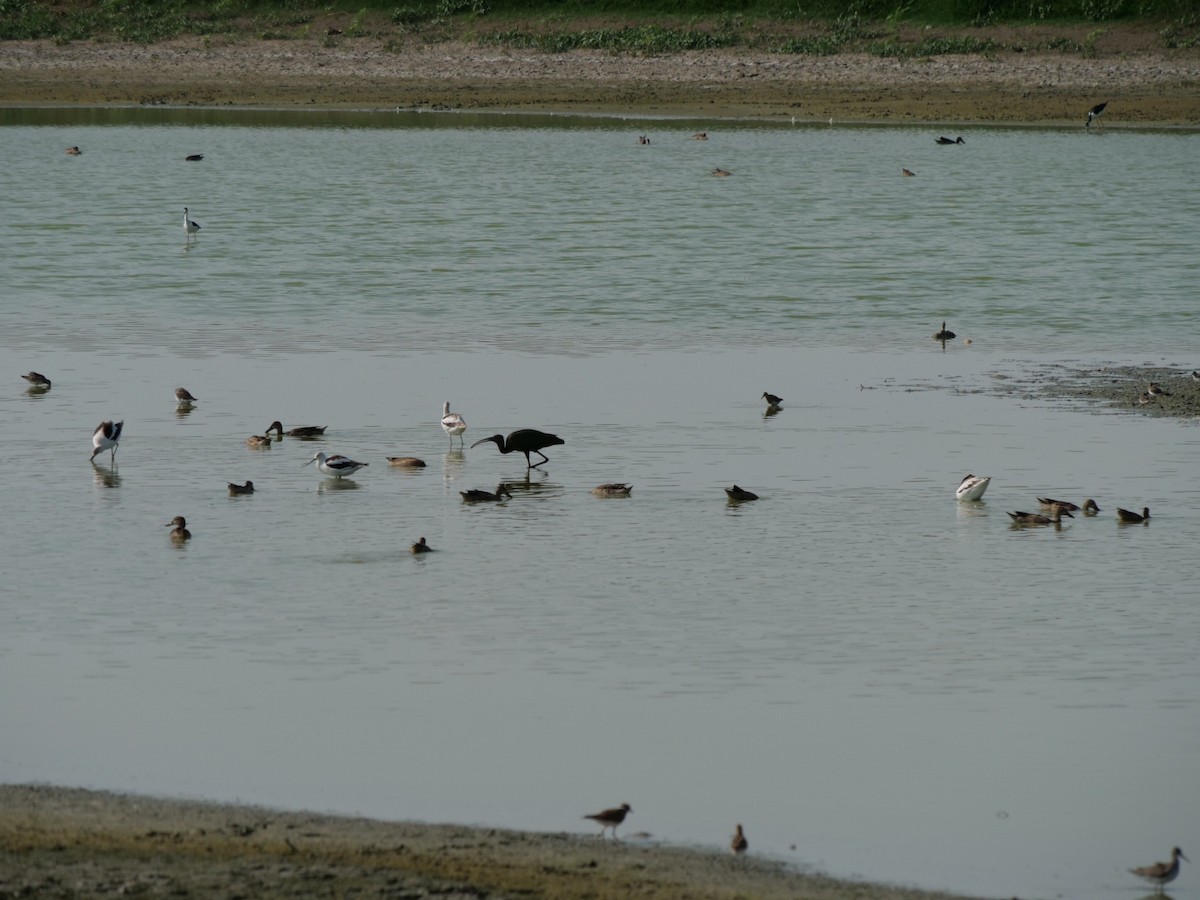 Glossy/White-faced Ibis - ML176069931