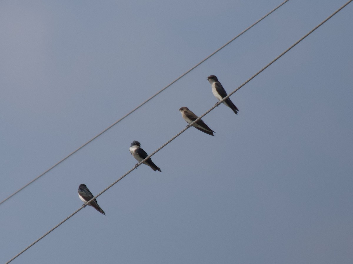 Golondrina Bicolor - ML176070021