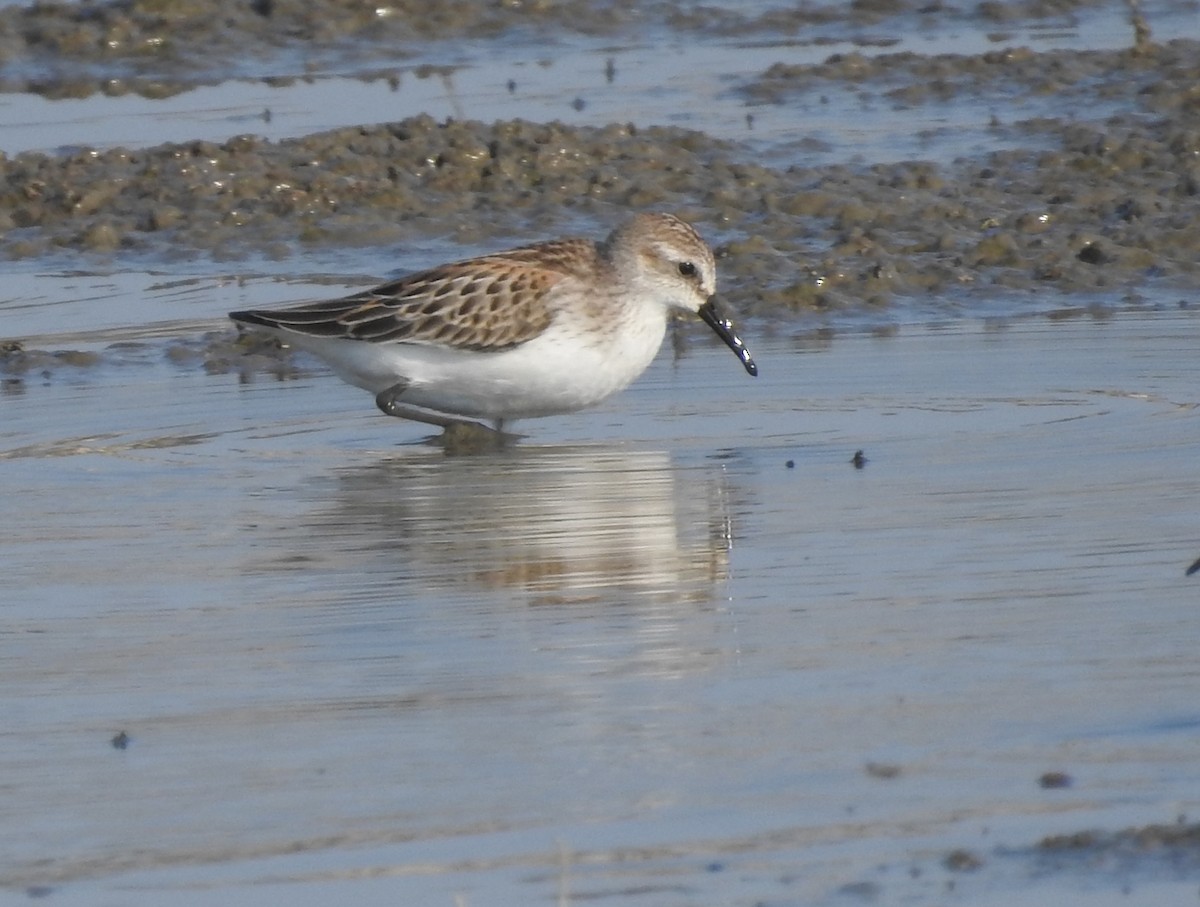 Western Sandpiper - ML176070211