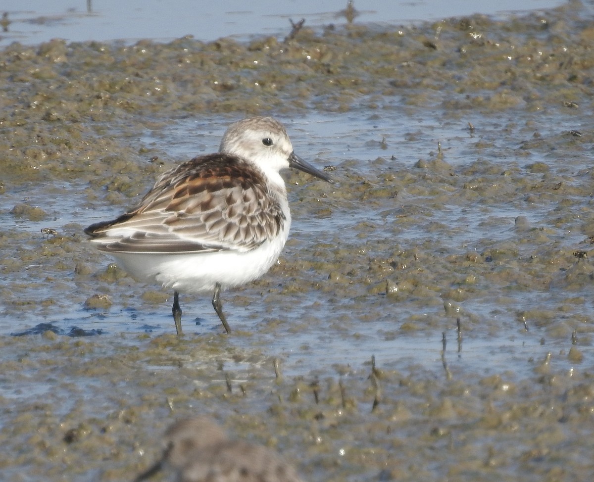 Bergstrandläufer - ML176070361