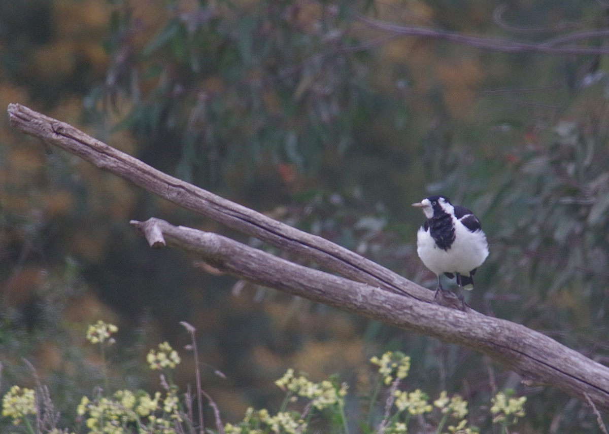 Magpie-lark - ML176070741