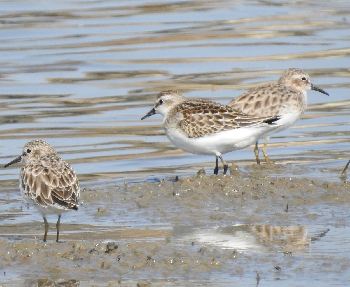 Semipalmated Sandpiper - ML176070781