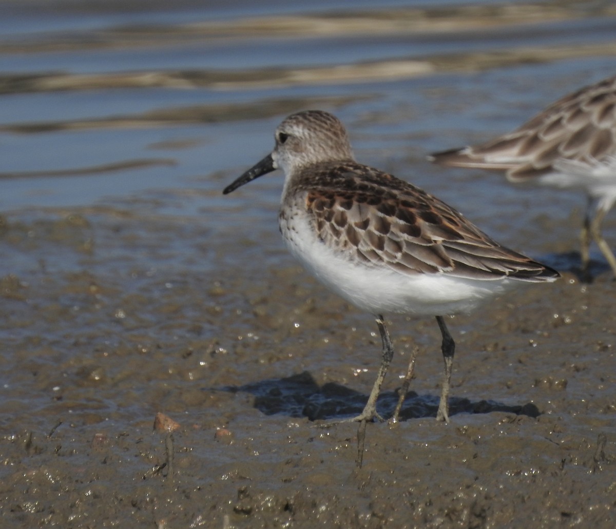 Bergstrandläufer - ML176071431