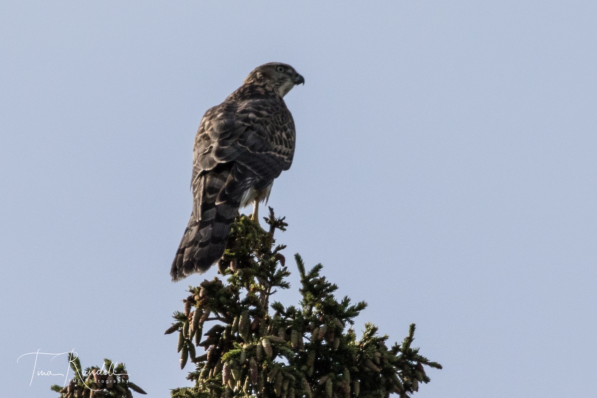 American Goshawk - ML176071611