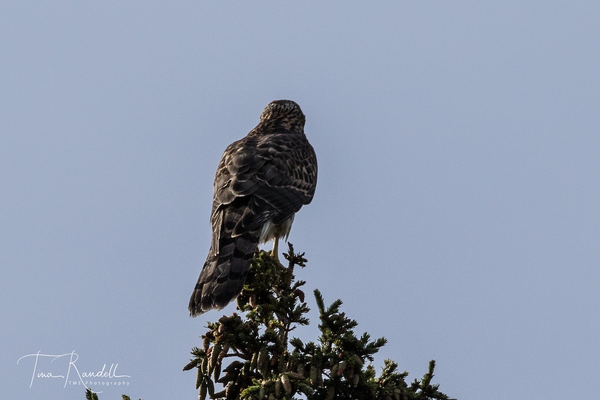 American Goshawk - ML176071621