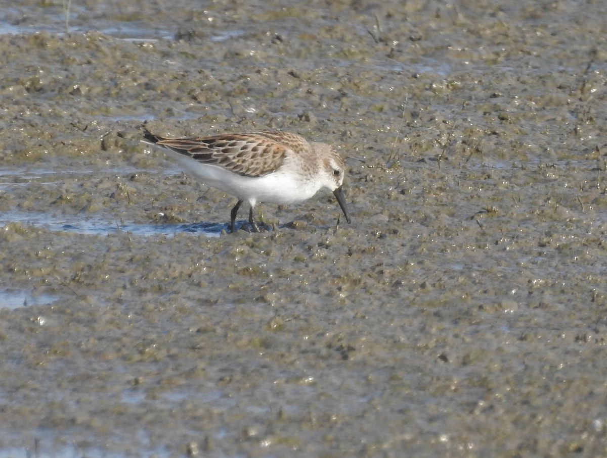 Western Sandpiper - ML176071691