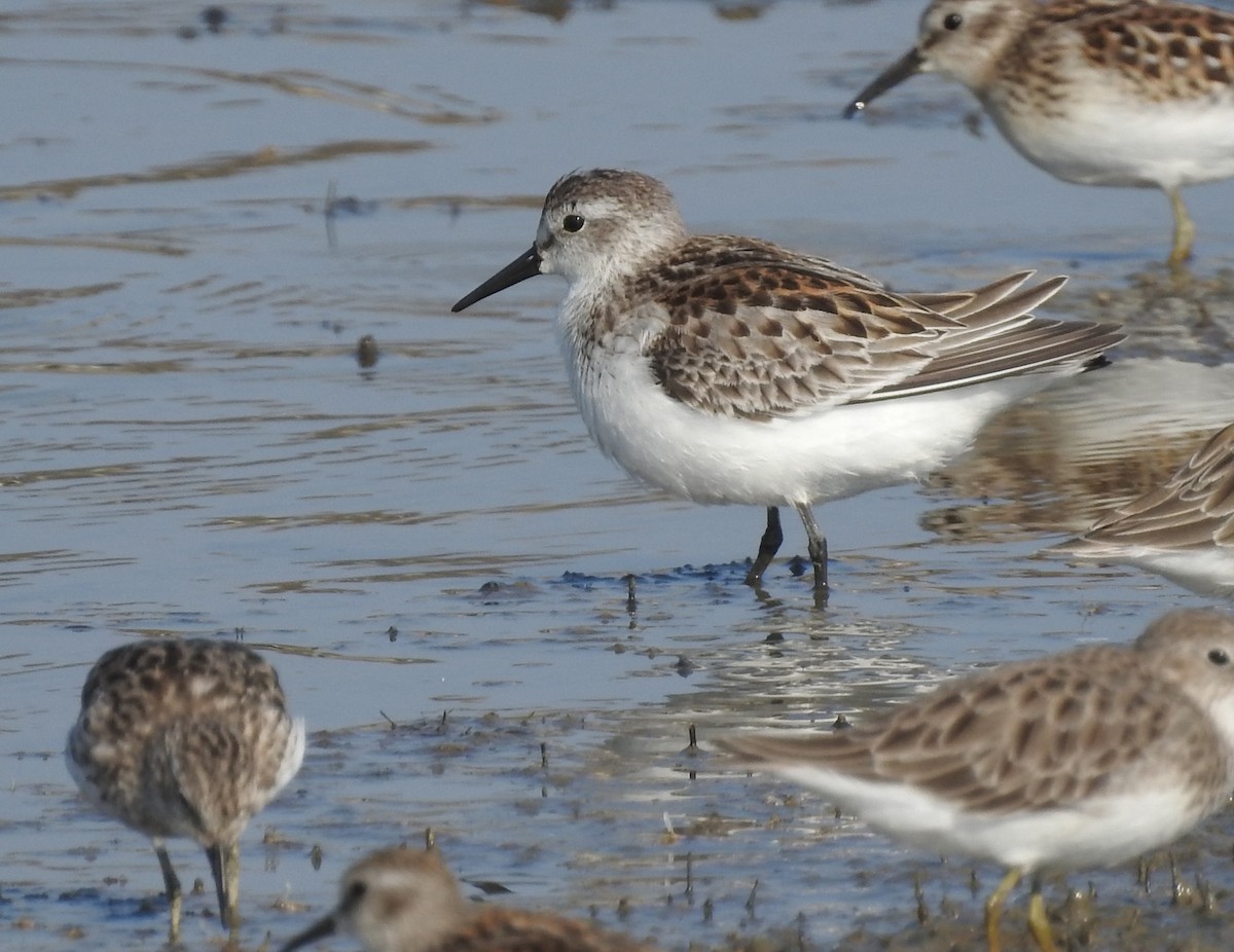 Western Sandpiper - ML176072451