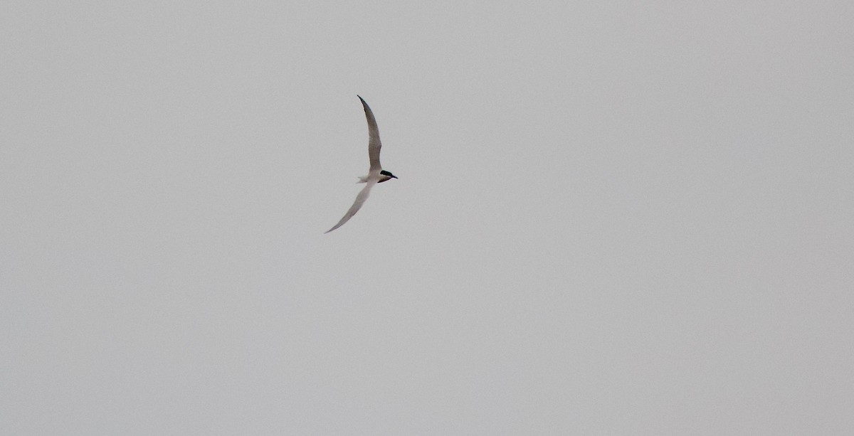 Australian Tern - ML176072801